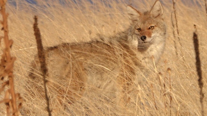 Animals - ML646724937