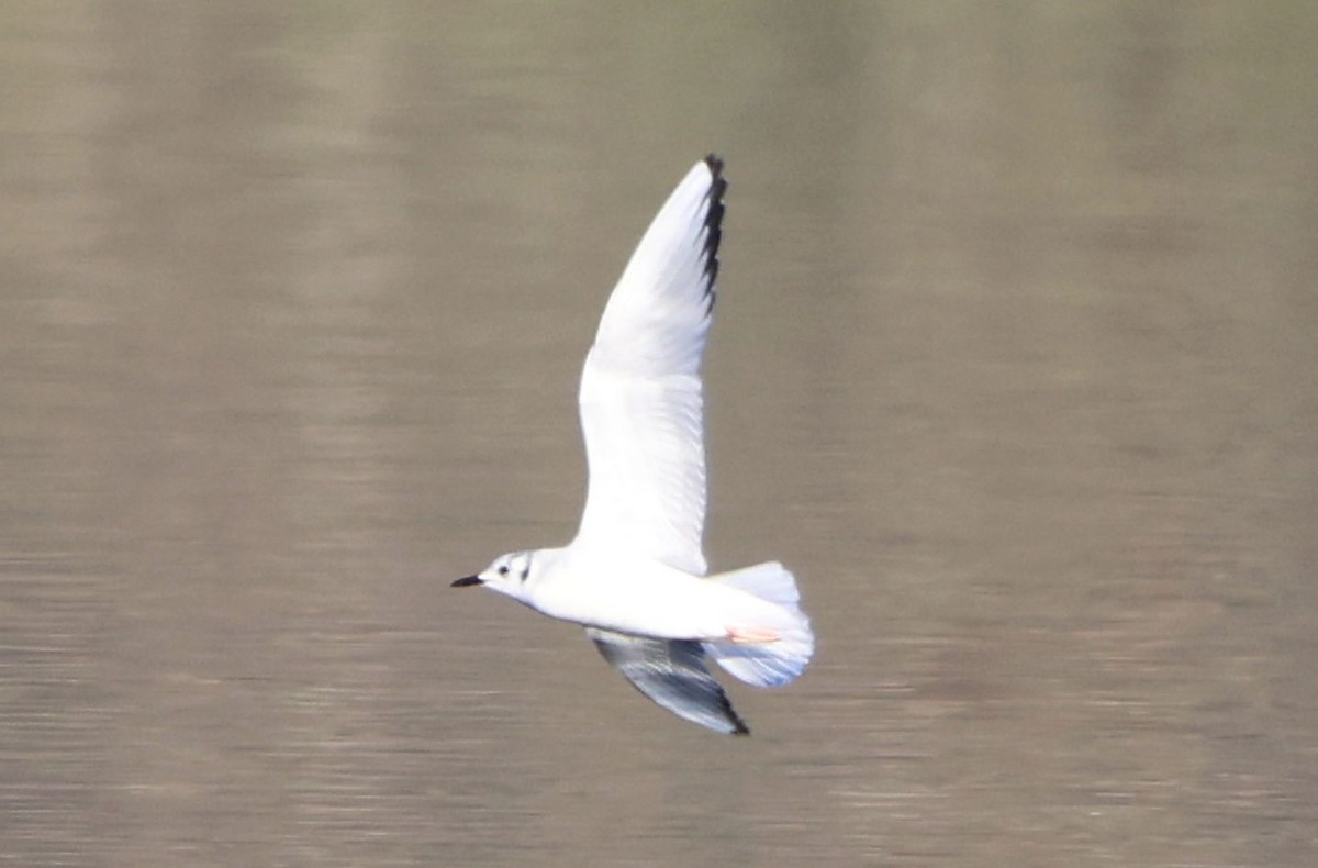 Gaviota de Bonaparte - ML646724938