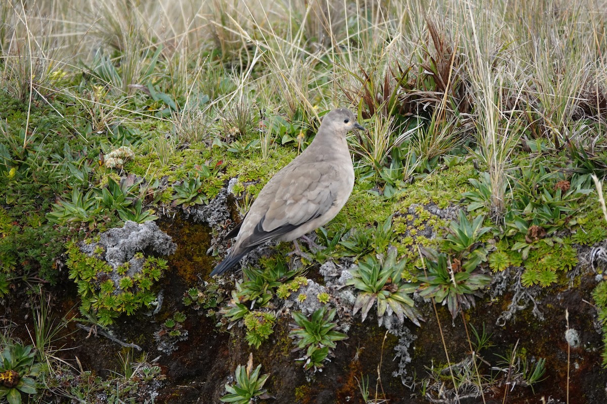 Black-winged Ground Dove - ML646724940