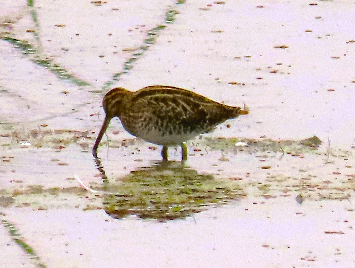 Wilson's Snipe - ML646724943