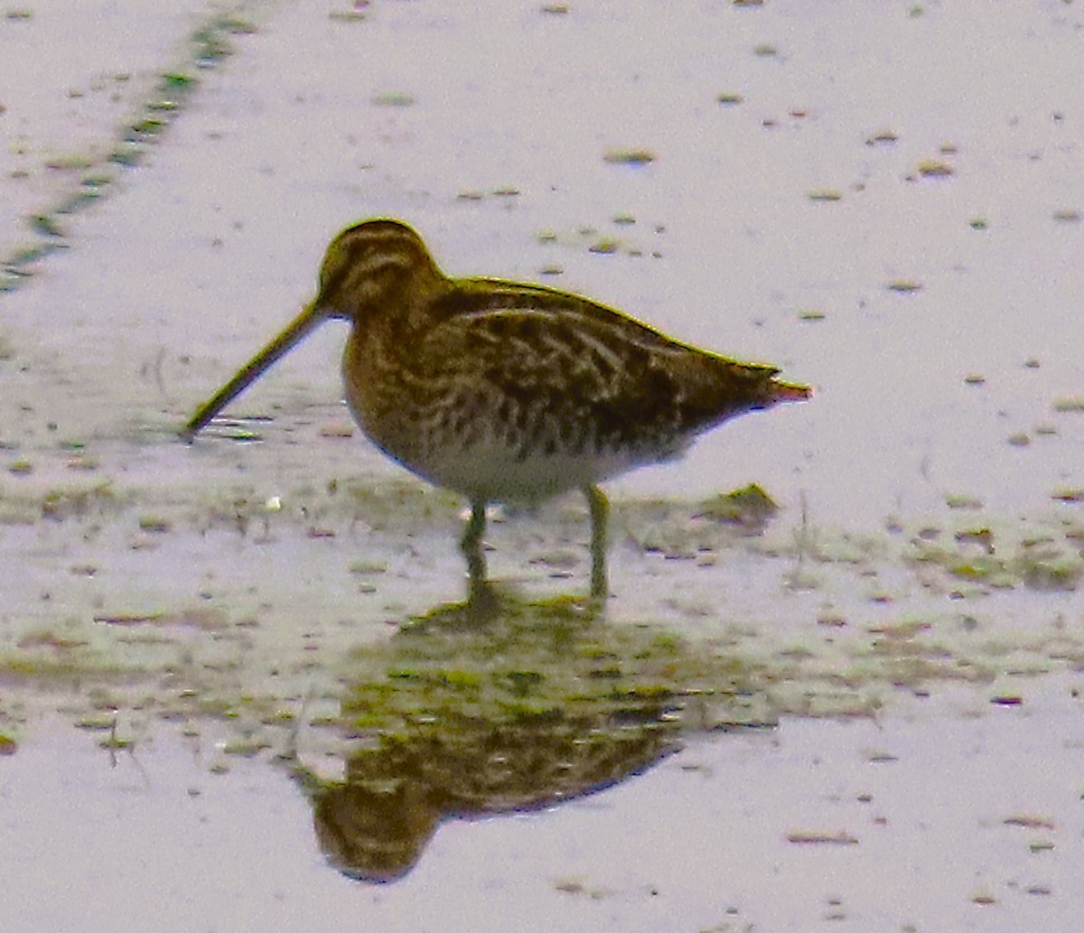 Wilson's Snipe - ML646724944
