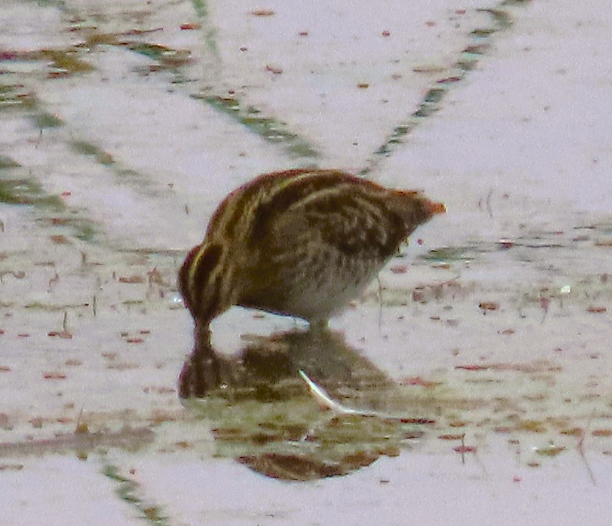 Wilson's Snipe - ML646724945