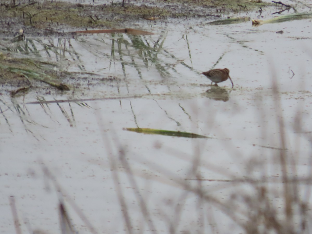 Wilson's Snipe - ML646724946
