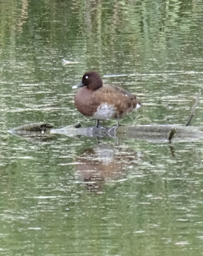 Чернь австралійська - ML646724948