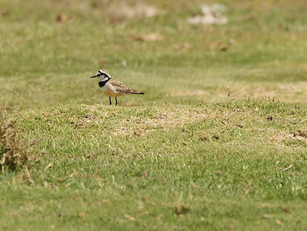 Madagaskarregenpfeifer - ML646724951