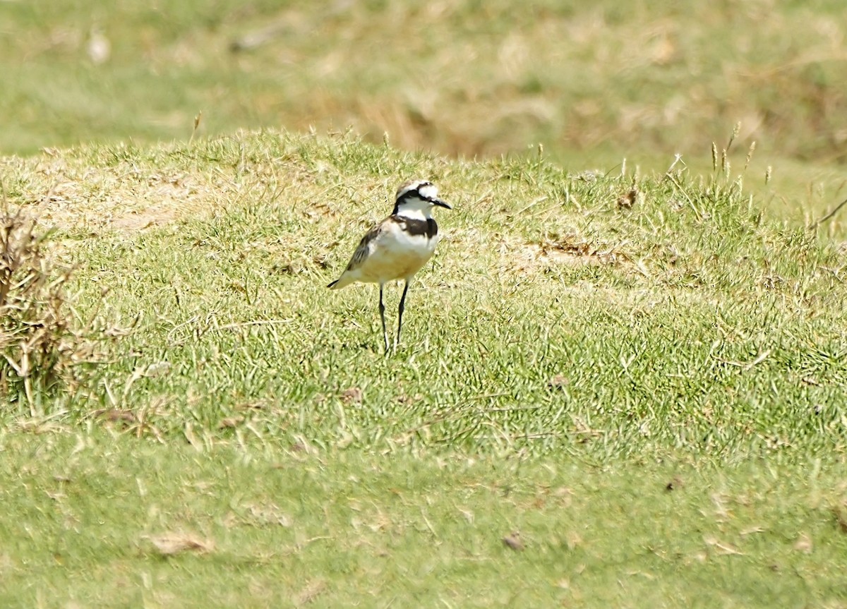 Madagaskarregenpfeifer - ML646724952