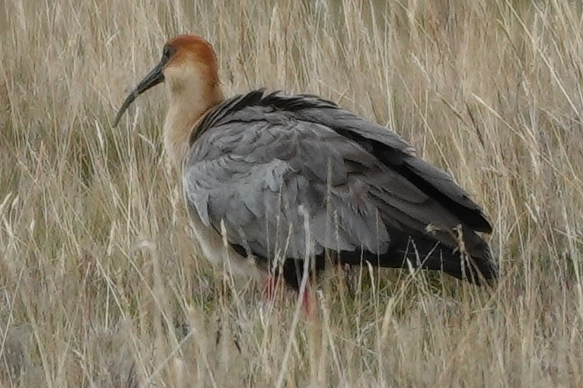 Andean Ibis - ML646724953