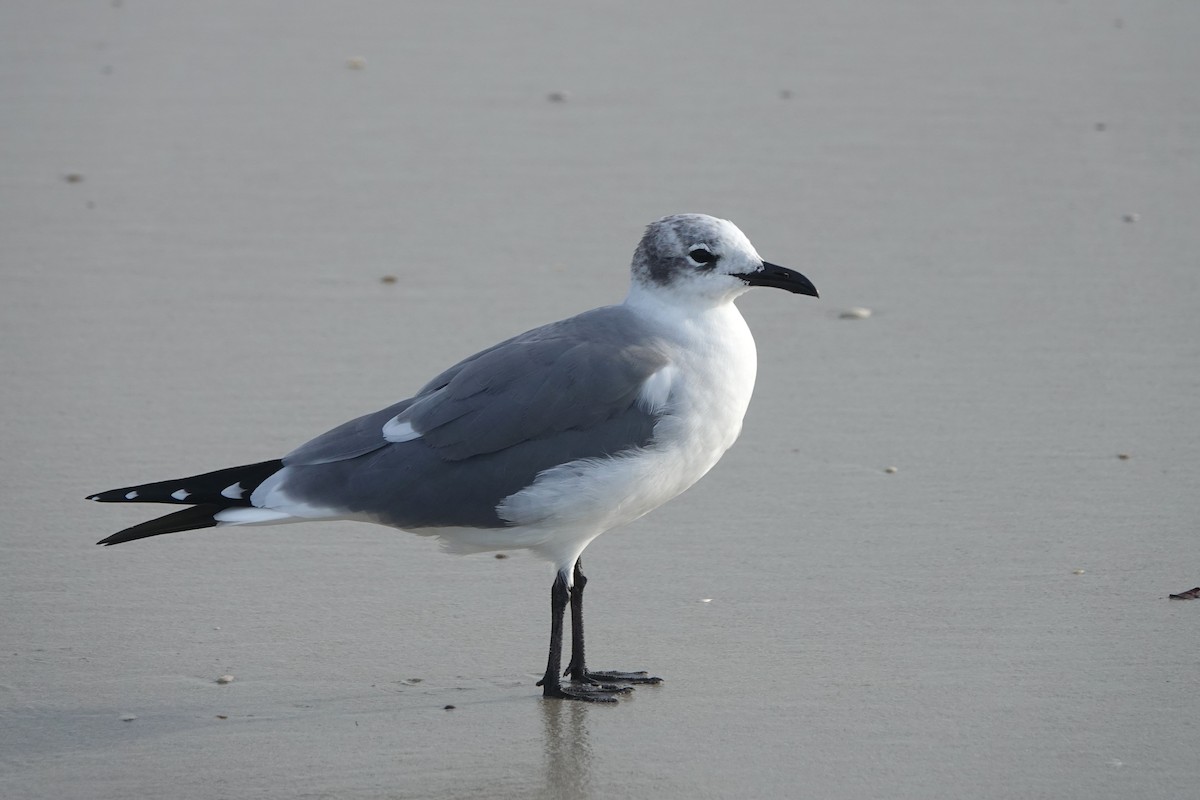 Laughing Gull - ML646724954