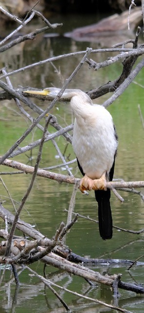 Змієшийка австралійська - ML646724958