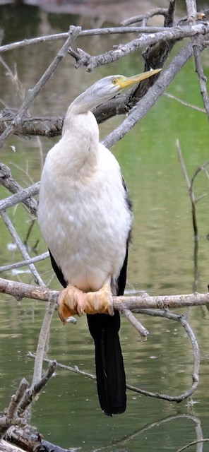 Змієшийка австралійська - ML646724959
