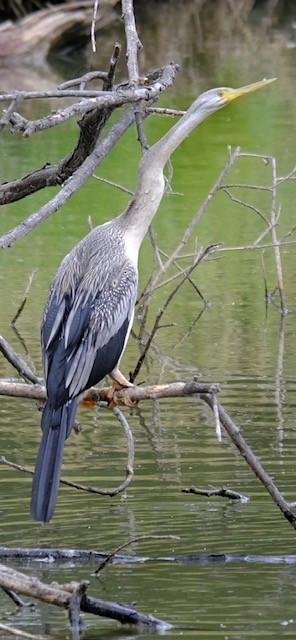Змієшийка австралійська - ML646724960