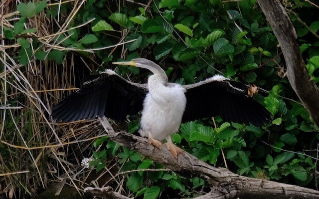 Змієшийка австралійська - ML646724961