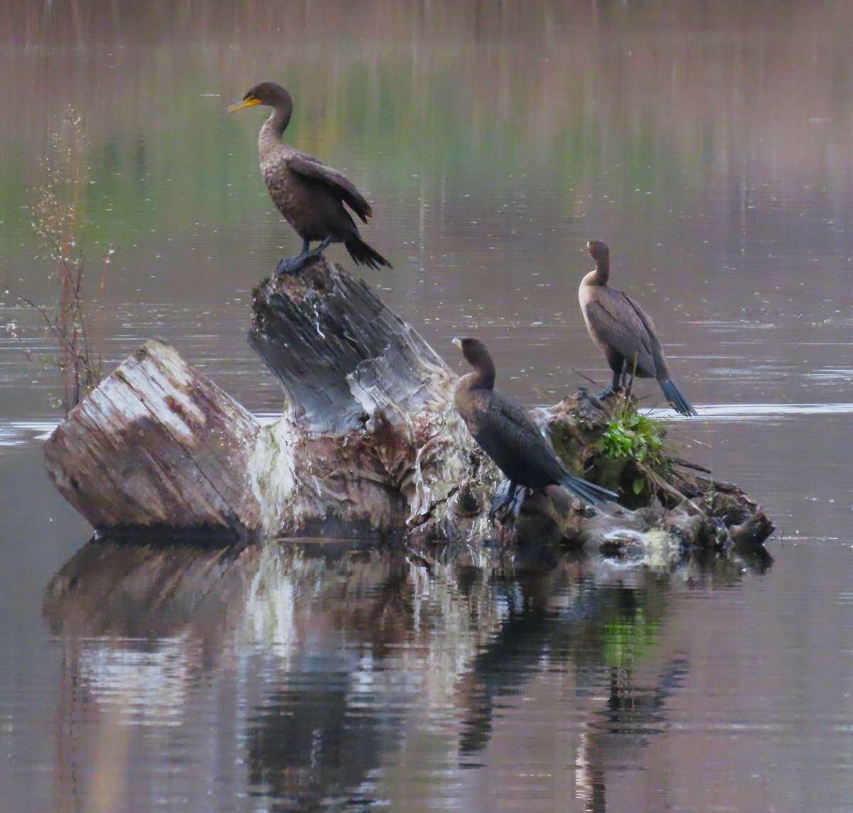 Double-crested Cormorant - ML646724962