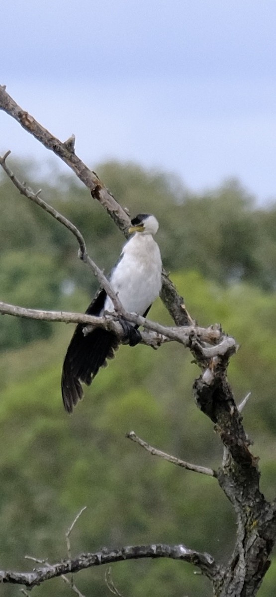 Баклан строкатий - ML646724968