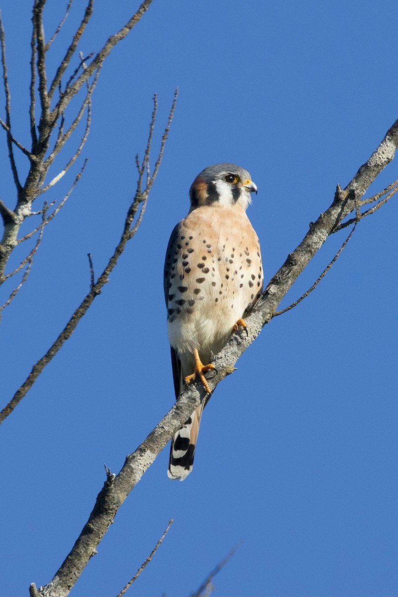 Cernícalo Americano - ML646724969