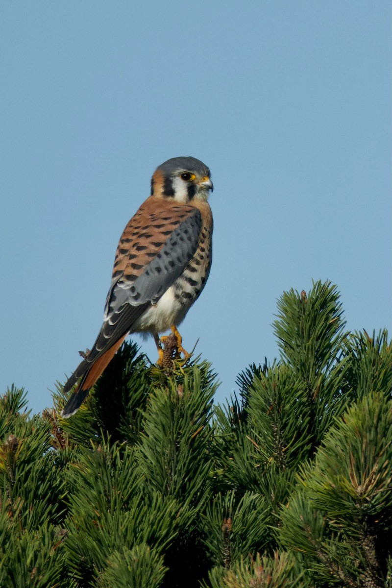 Cernícalo Americano - ML646724970