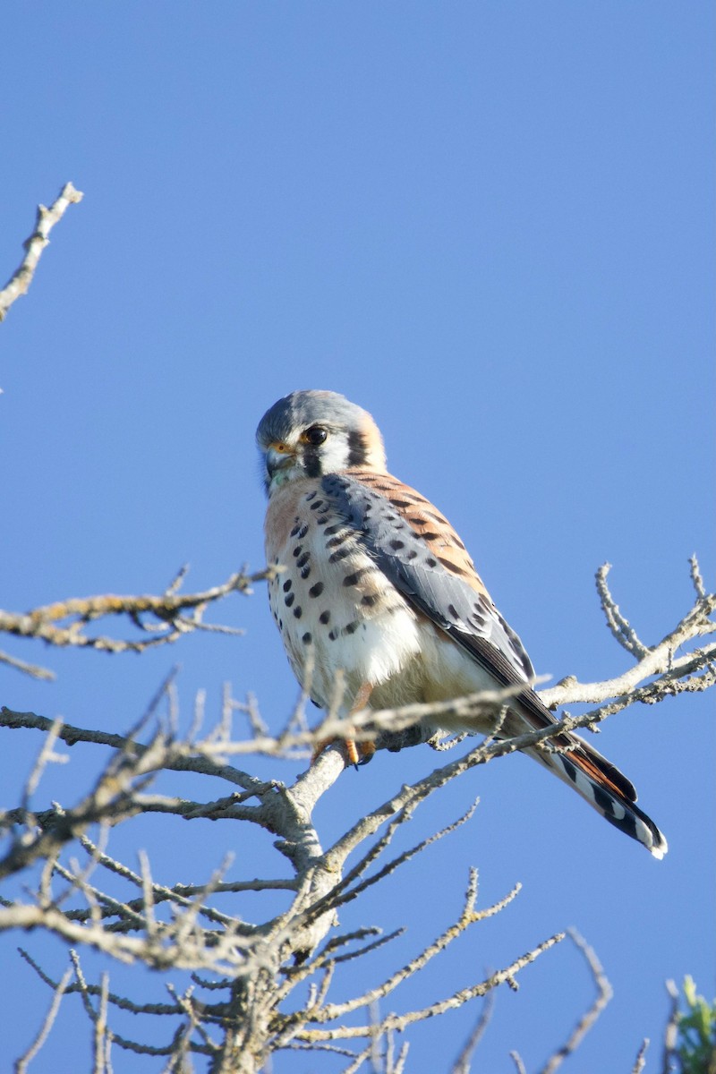 Cernícalo Americano - ML646724971