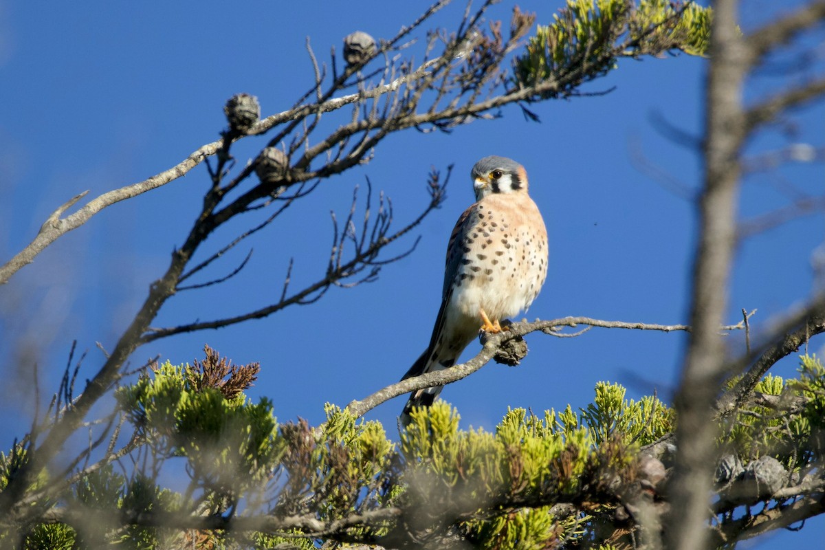 Cernícalo Americano - ML646724972