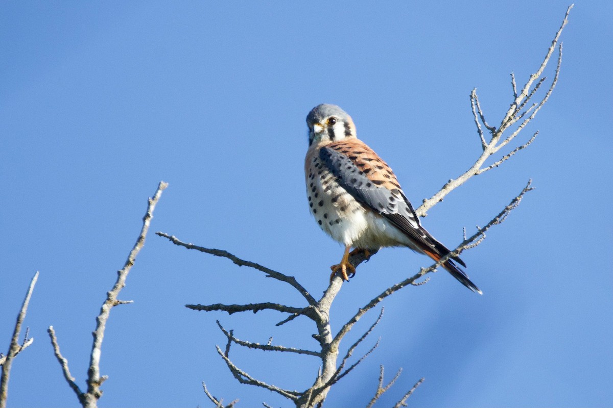Cernícalo Americano - ML646724973