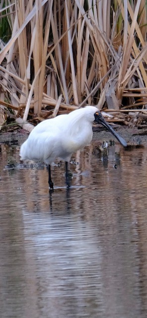Косар королівський - ML646724975