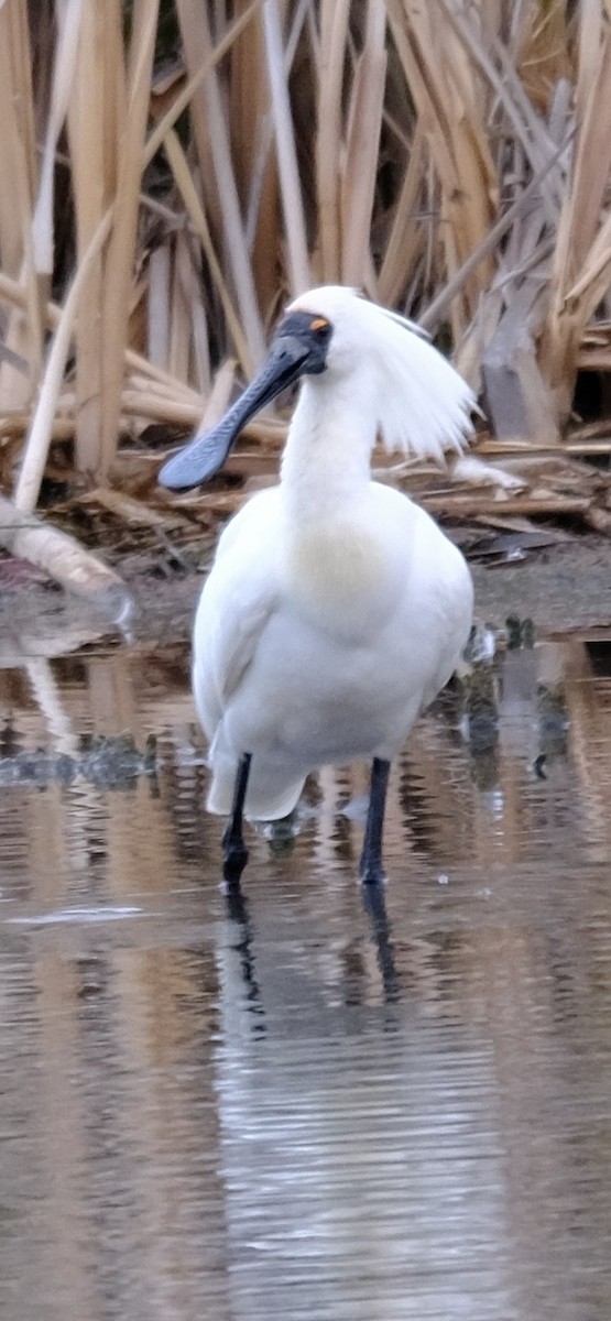 Косар королівський - ML646724976