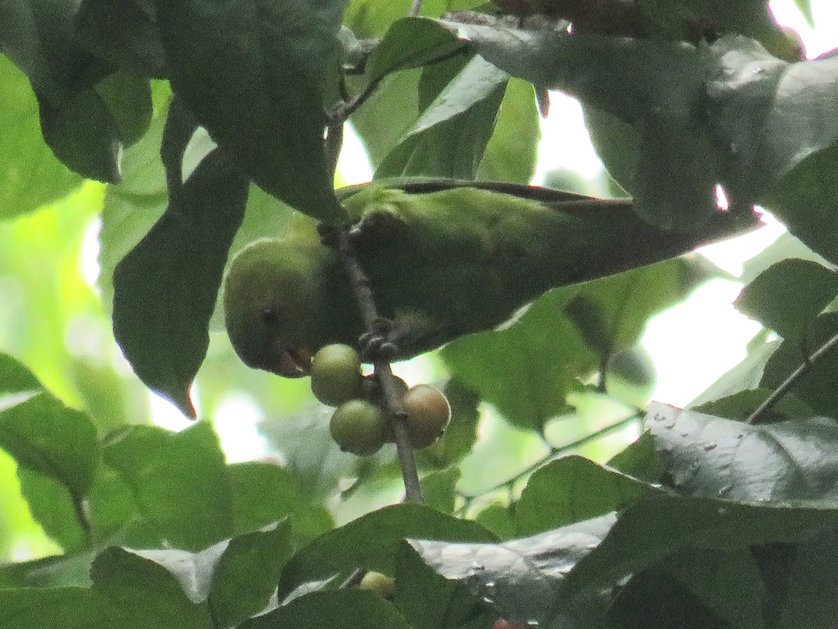 Olive-headed Lorikeet - ML646724977