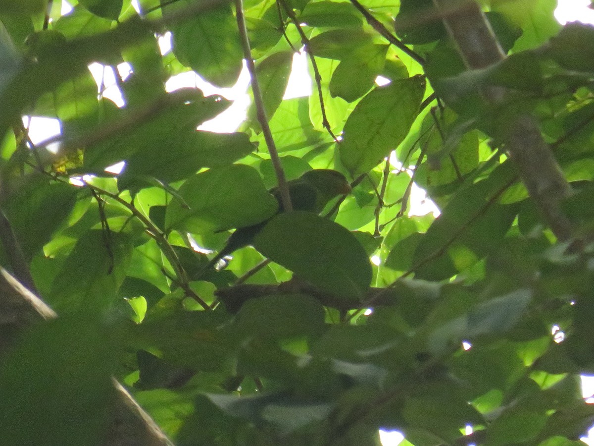 Olive-headed Lorikeet - ML646724978