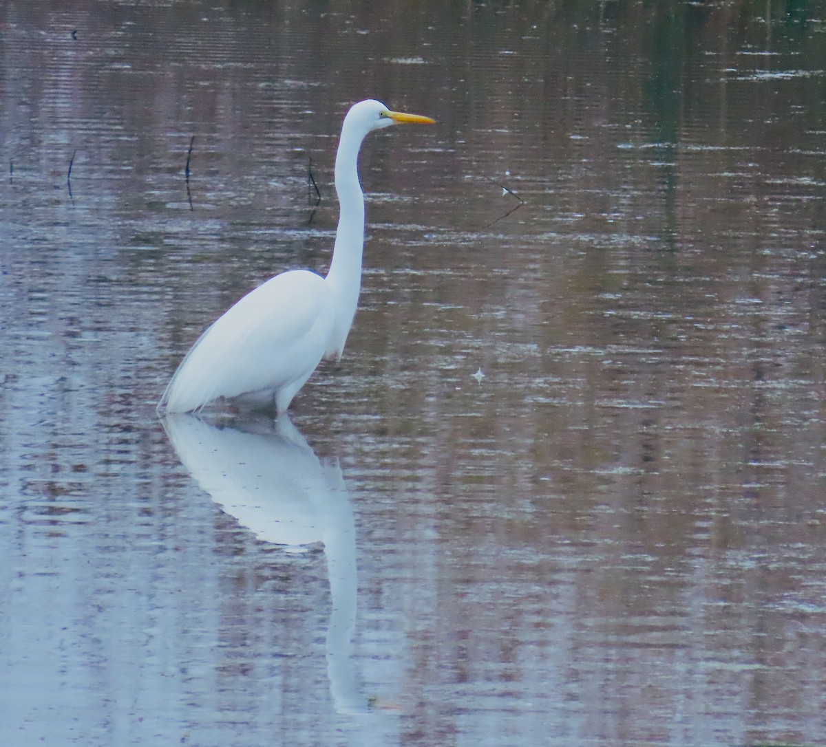 Great Egret - ML646724979