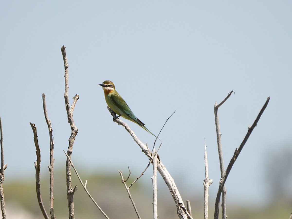 Madagaskarspint - ML646724980