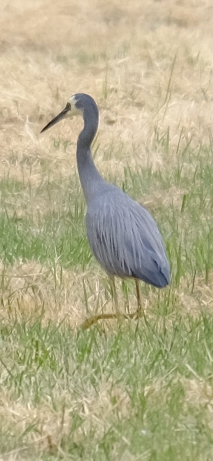 Чепура австралійська - ML646724981