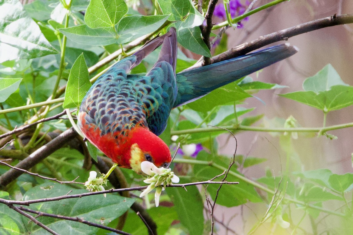 Gelbwangensittich - ML646724982