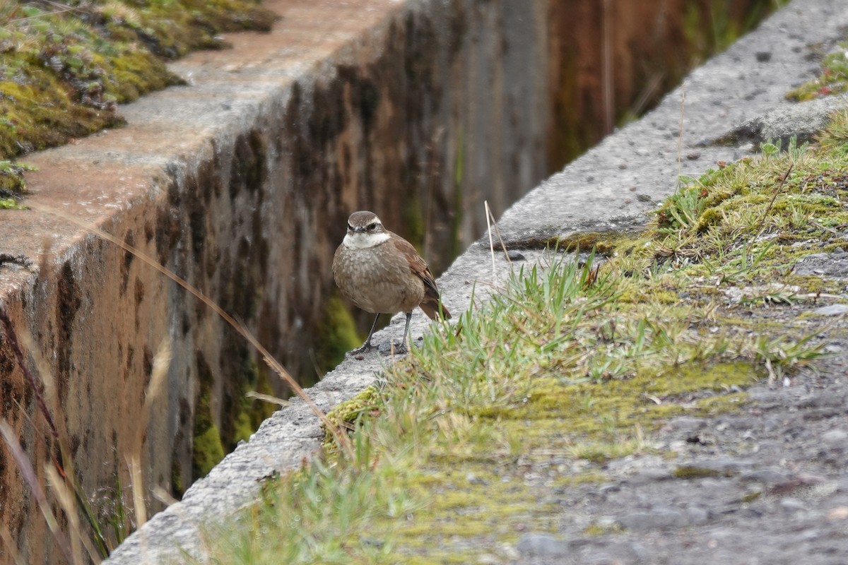 Chestnut-winged Cinclodes - ML646724983