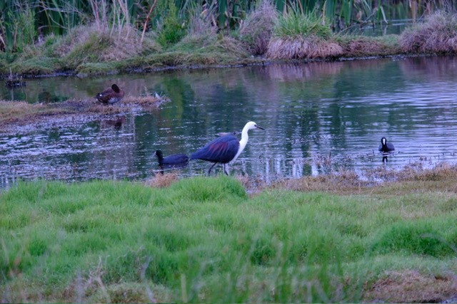 Чапля білошия - ML646724984