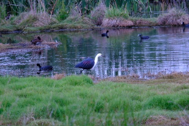 Чапля білошия - ML646724985