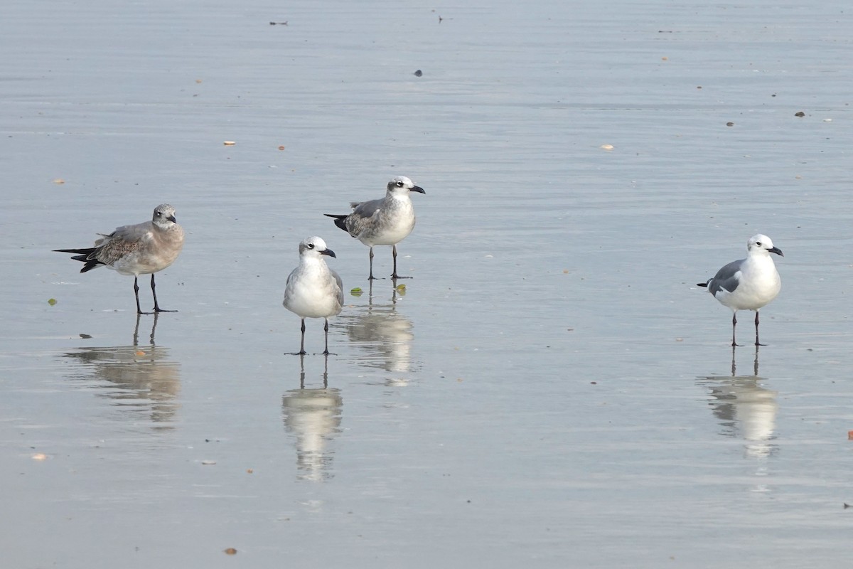 Laughing Gull - ML646724989