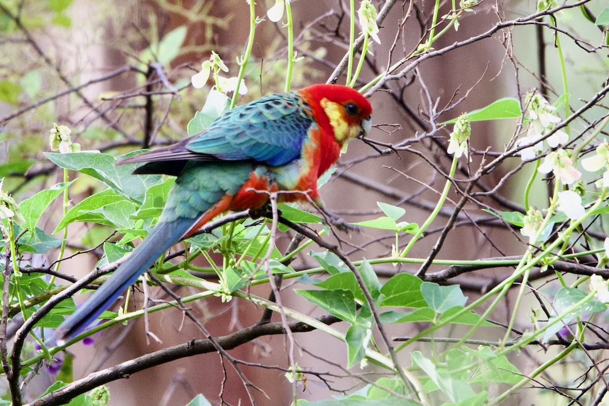 Gelbwangensittich - ML646724990