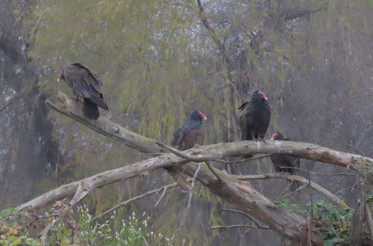 Urubu à tête rouge - ML646724991