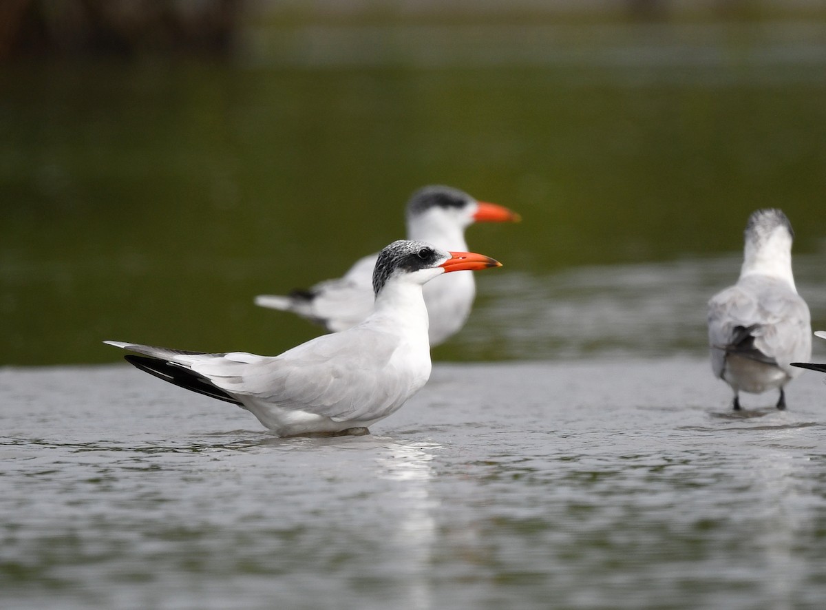 Caspian Tern - ML646724996