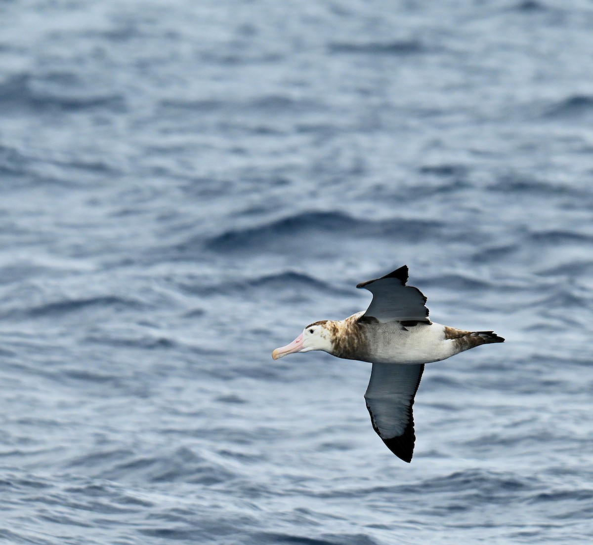Antipodean Albatross (Gibson's) - ML646724998