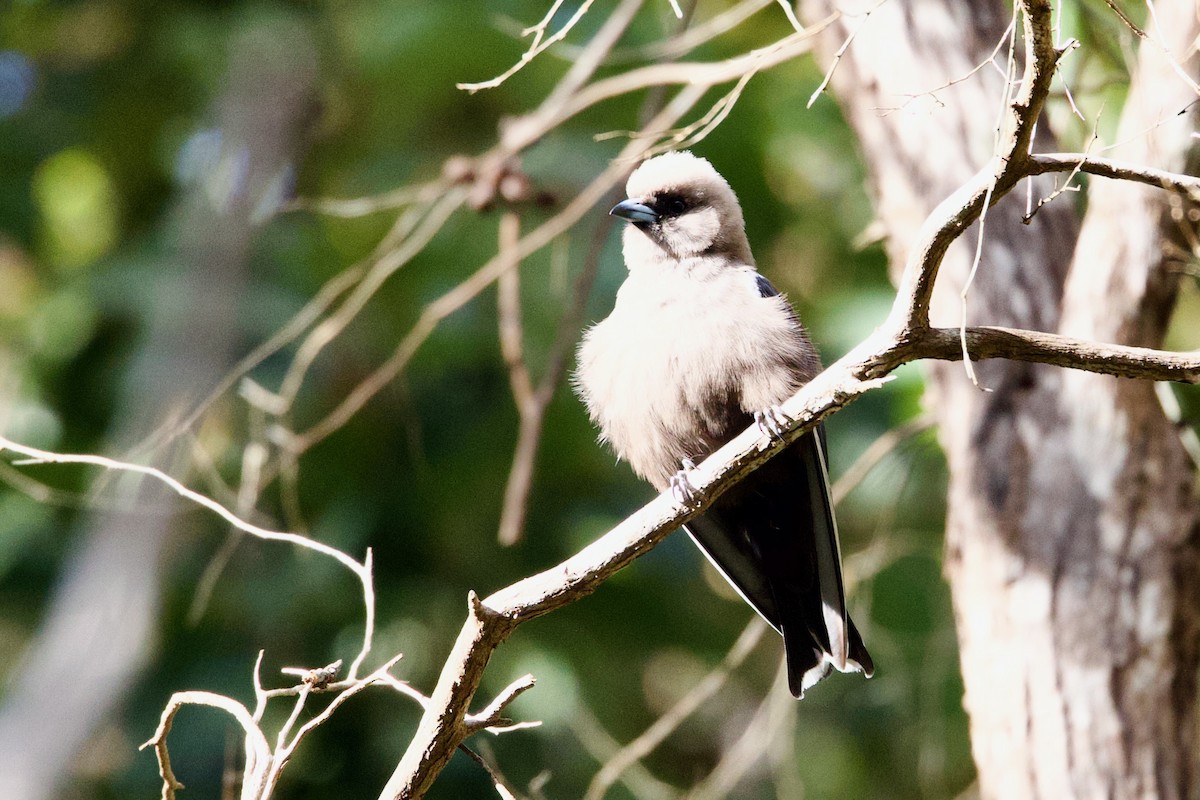 Rußschwalbenstar - ML646725000