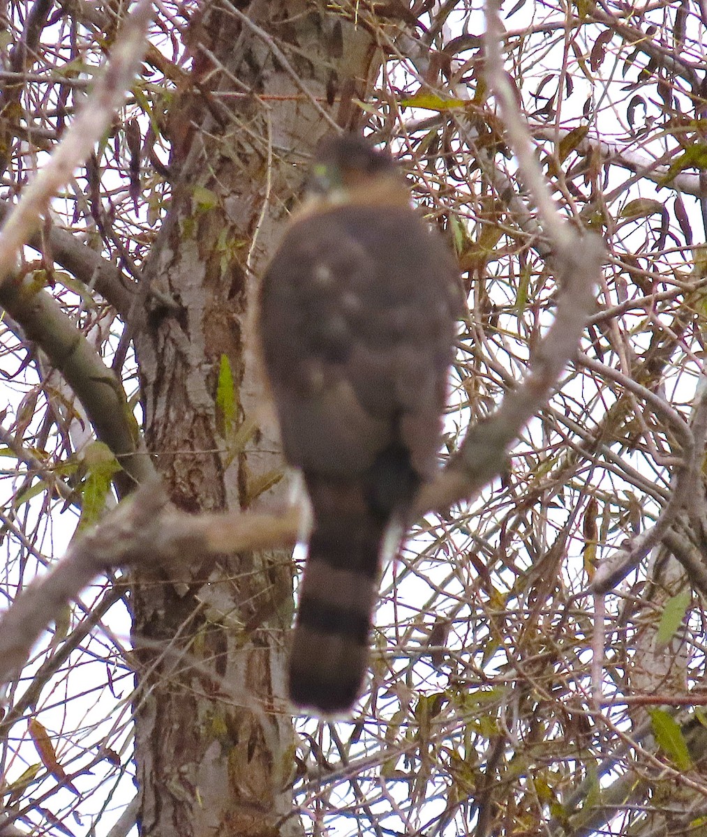 Cooper's Hawk - ML646725001