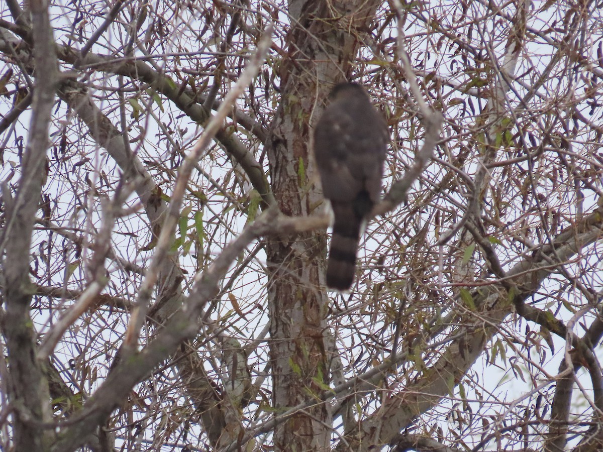 Cooper's Hawk - ML646725002