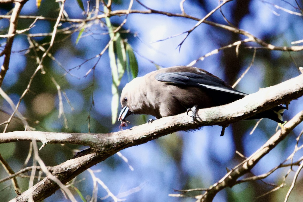 Rußschwalbenstar - ML646725003