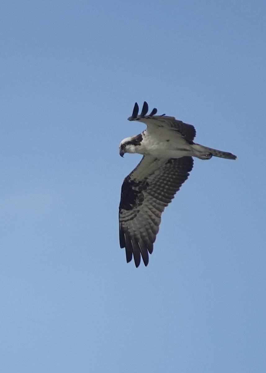 Osprey - ML646725004