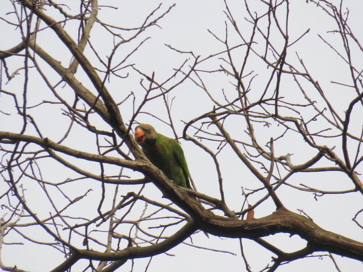 Red-breasted Parakeet - ML646725006