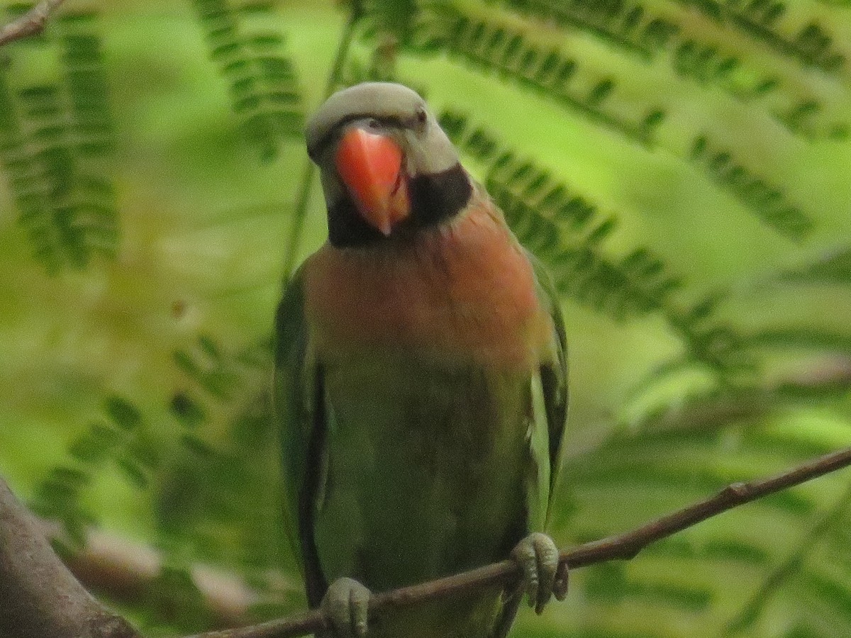 Red-breasted Parakeet - ML646725007