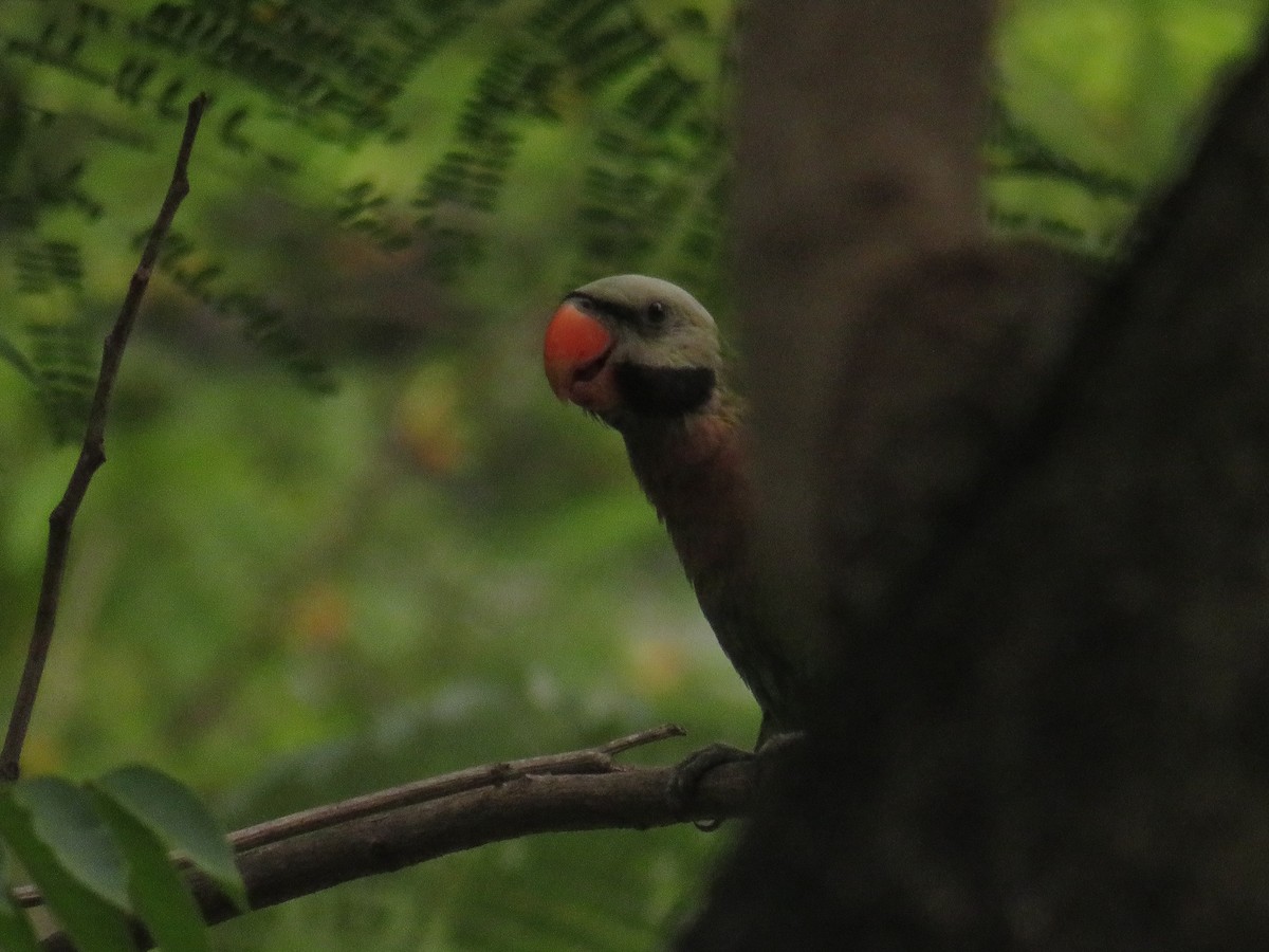 Red-breasted Parakeet - ML646725008