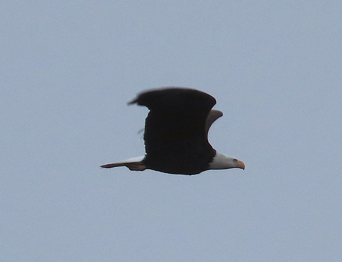 Bald Eagle - ML646725009