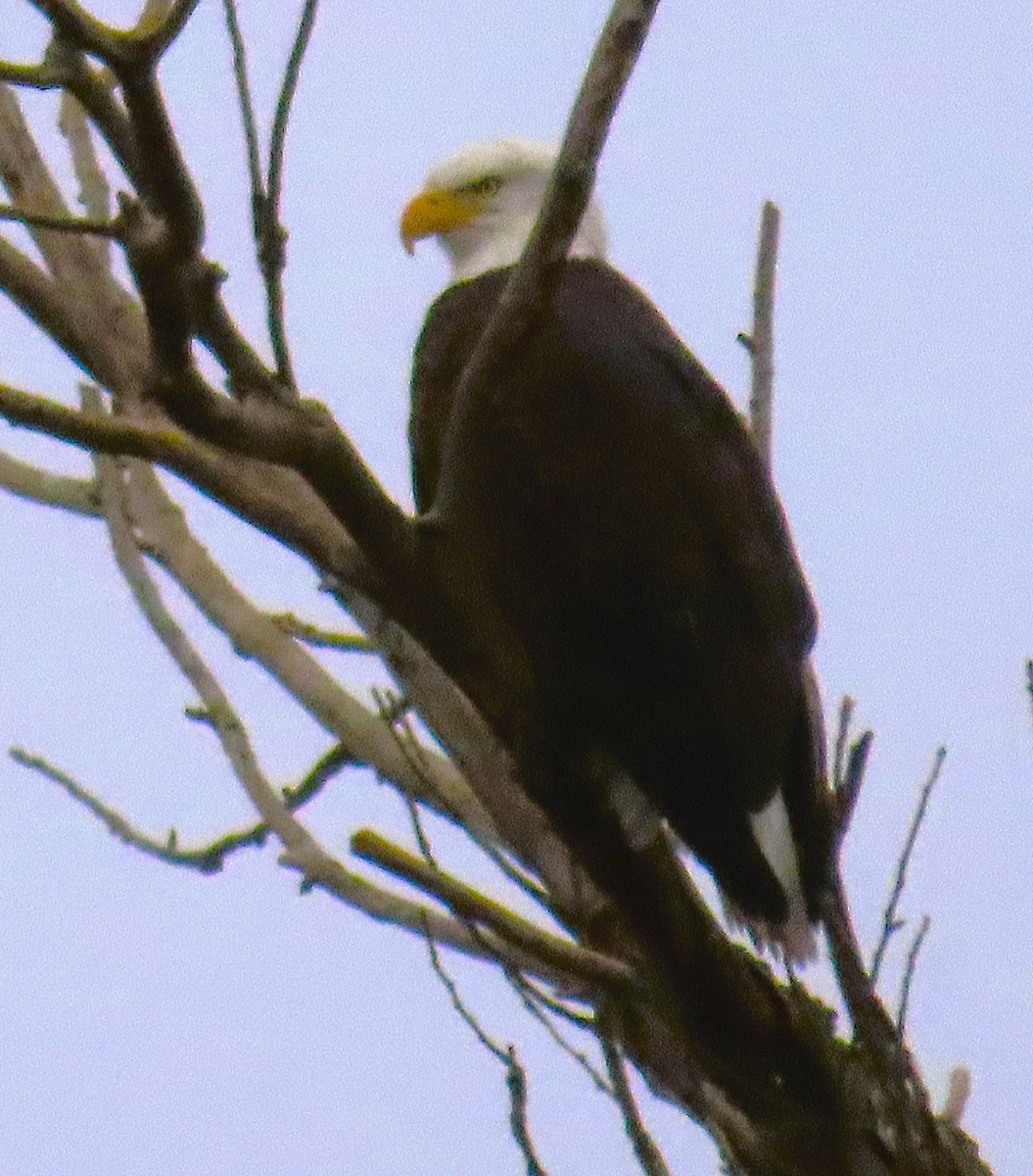 Bald Eagle - ML646725010