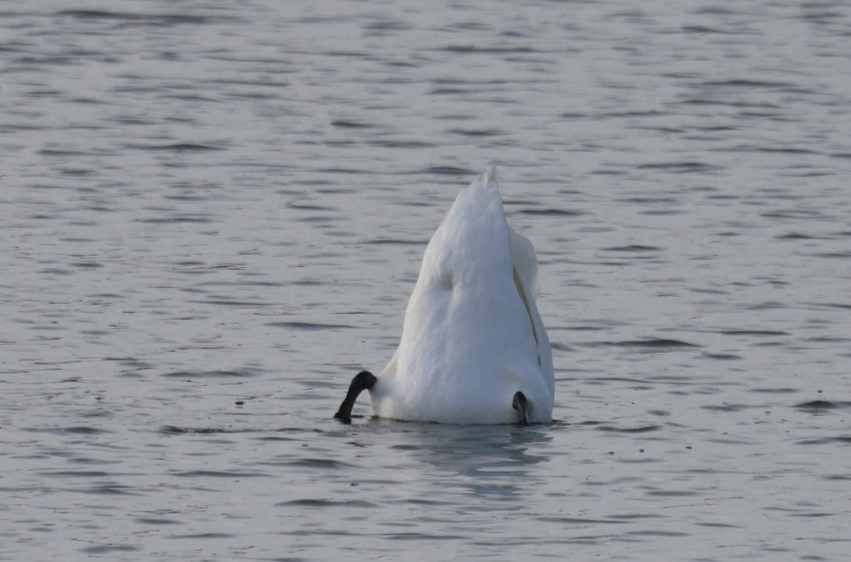 Лебедь-шипун - ML646725013